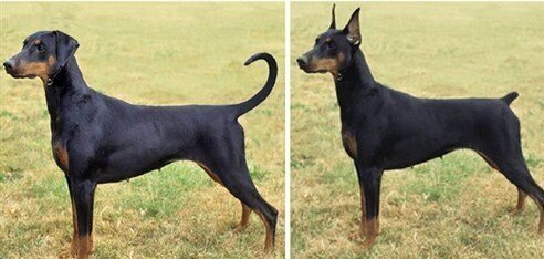 بازار داغ عمل‌های عجیب حیوانات خانگی در ایران / موجودات بی‌گناهی که قربانی چشم و هم‌چشمی می‌شوند