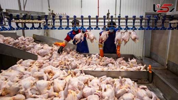 مرغ کمیاب می شود؟!