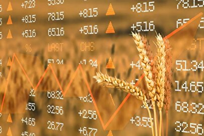 صعود قیمت گندم در میانه تنش‌های دریای سیاه