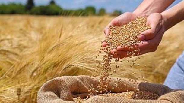 قیمت جهانی گندم افزایش یافت