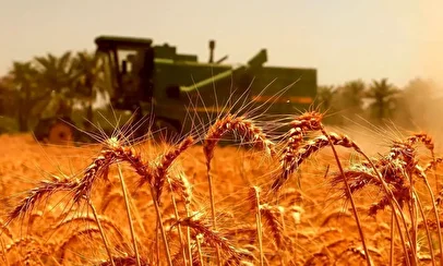 خط قرمز جدید برای بازار گندم/ قیمت گندم نباید زیر ۵۰ هزار تومان باشد