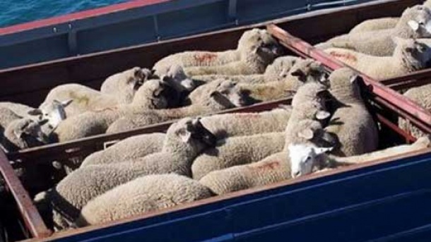 قیمت جدید دام زنده در بازار