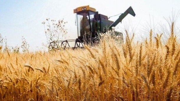 پیشنهاد گندم 52 هزار تومانی به دولت