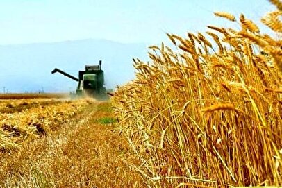 نماینده مجلس: نرخ خرید تضمینی گندم به کشاورزان اعلام شود
