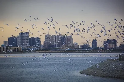 ماجرای مشاهده حشرات ریز دریاچه چیتگر چیست؟