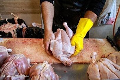 مقصر گران شدن مرغ چه کسی است؟