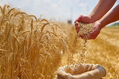 خبر خوش دولت برای گندمکاران/ پرداخت فوری مطالبات در راه است؟