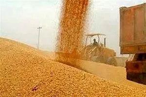 پرداخت مطالبات گندم‌کاران کلید خورد