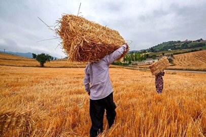 پرداختی ۵۰ همتی دولت در ازای مطالبات گندمکاران