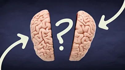آیا مغز افراد منطقی با دیگران فرق دارد؟