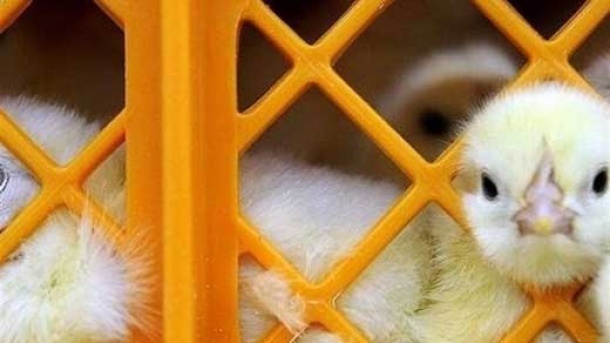قیمت جوجه یک روزه کاهش یافت