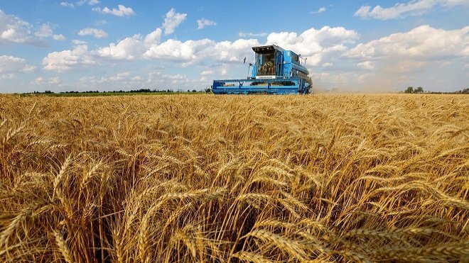 حراج گندم روسیه؛ فرصت طلایی برای ایران