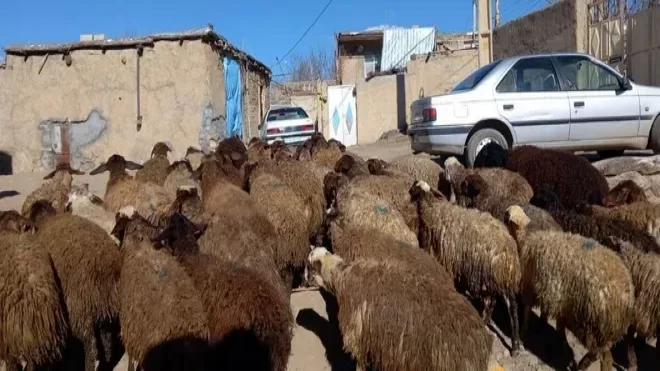 قیمت دام زنده اعلام شد